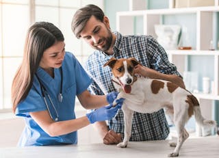 O mundo traz desafios para a profissão veterinária diariamente